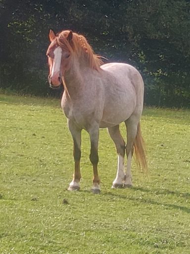 Majik